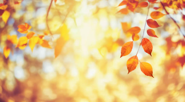 istock Beautiful sunny background image with an autumn theme. 1556223255