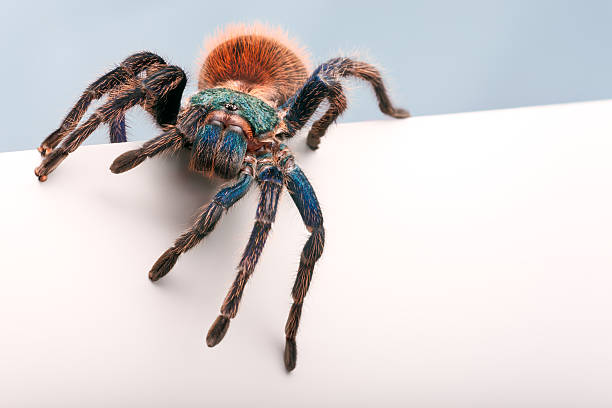 Blank sign - Greenbottle Blue Tarantula