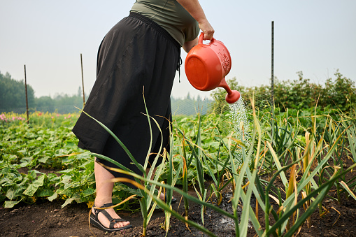 Close-up of a woman watering her vegetable garden on a farm using a watering can in the morning