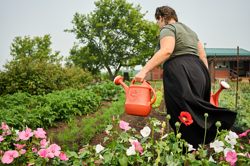 Yoiung woman watering her vegetable garden on a farm using a watering can in the morning