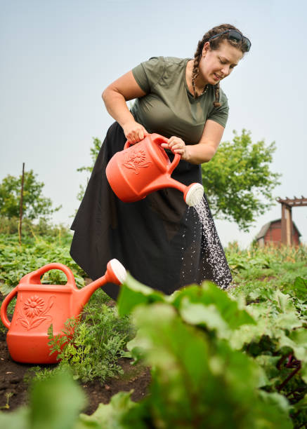 istock Woman watering a vegetable garden using watering cans on her farm 1556235457