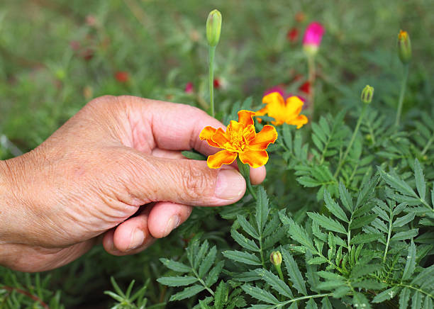 istock Fower in gardener's hand 155624406