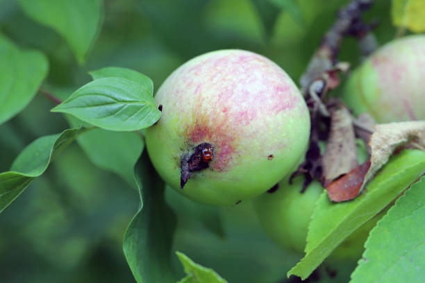 istock An infestation of codling moth can be recognized by the small holes in the apple (Cydia pomonella) 1556244976