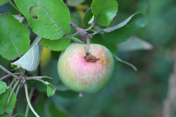 istock An infestation of codling moth can be recognized by the small holes in the apple (Cydia pomonella) 1556244982