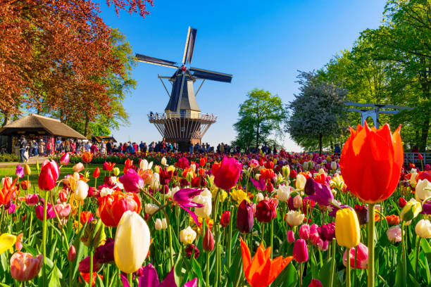 Tulips and Windmill Colorful tulip fields in front of a Dutch windmill near Lisse, Netherlands zaanse schans stock pictures, royalty-free photos & images