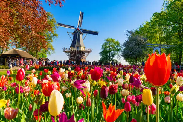Colorful tulip fields in front of a Dutch windmill near Lisse, Netherlands