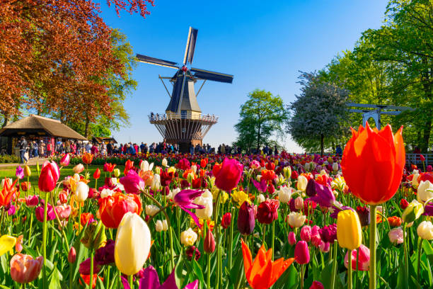 tulips and windmill - zaandam imagens e fotografias de stock