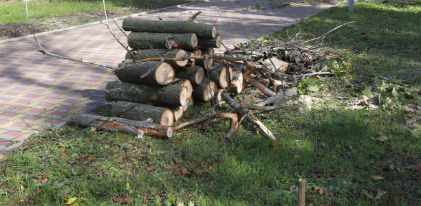 istock Depicted is a tree sawn into logs for firewood. 1556245506