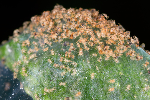 Tetranychus urticae (red spider mite or two-spotted spider mite) is a species of plant-feeding mite a pest of many plants. Mite grouping on sugar beet leaf.