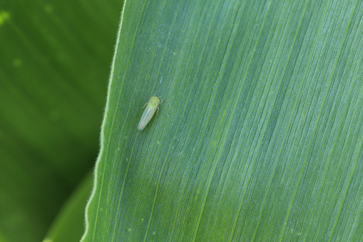 Tiny leafhopper on a corn, maize leaf.