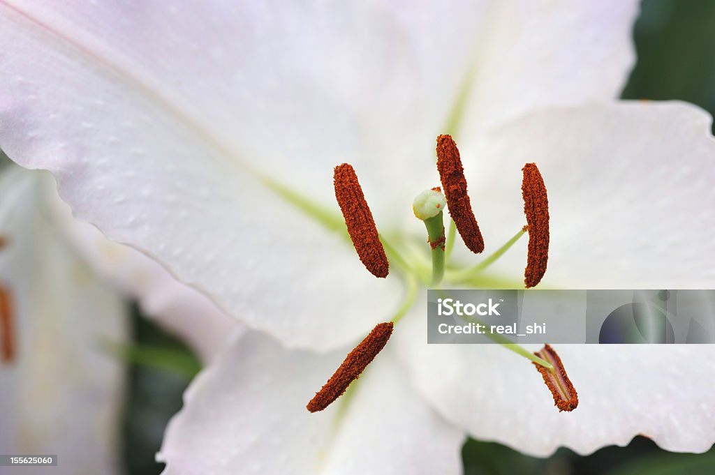 Flor de lirio - Foto de stock de Aire libre libre de derechos