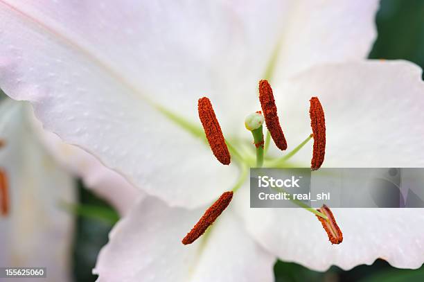 Flor De Lírio - Fotografias de stock e mais imagens de Ao Ar Livre - Ao Ar Livre, Beleza, Beleza natural