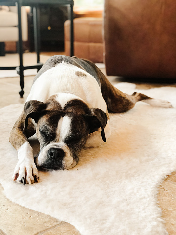 Brindle boxer dog taking a nap in a cozy living room.