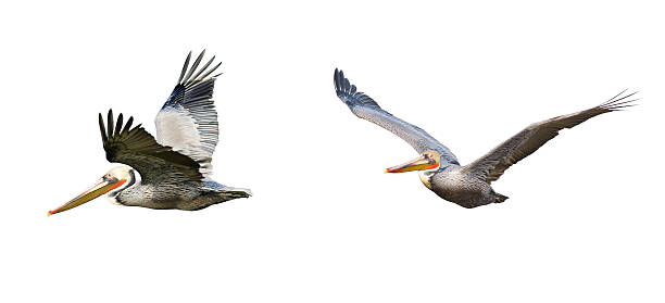 istock Brown Pelican in Flight 155625124