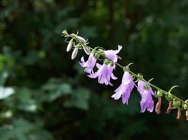 초롱꽃 - campanula bluebell natures houseplant 뉴스 사진 이미지