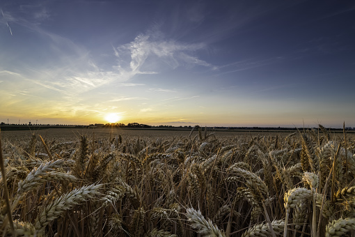 An agricultural field of wheat, ready to be harvested by the farmer during a sunset on a warm summer evening with partial clouds creating an awesome evening in the outskirts of Maastricht, the Netherlands.