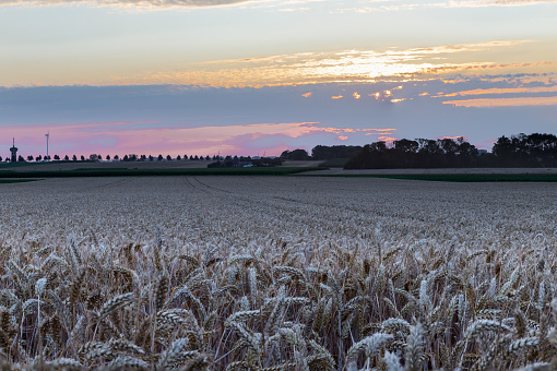 An agricultural field of wheat, ready to be harvested by the farmer during a sunset on a warm summer evening with partial clouds creating an awesome evening in the outskirts of Maastricht, the Netherlands.