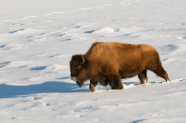 Solitary Buffalo walking in fresh snow late afternoon stock photo