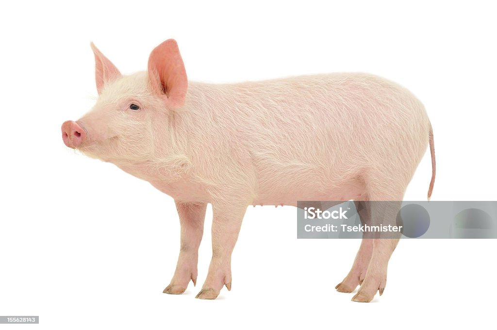 Schwein auf Weiß - Lizenzfrei Schwein Stock-Foto