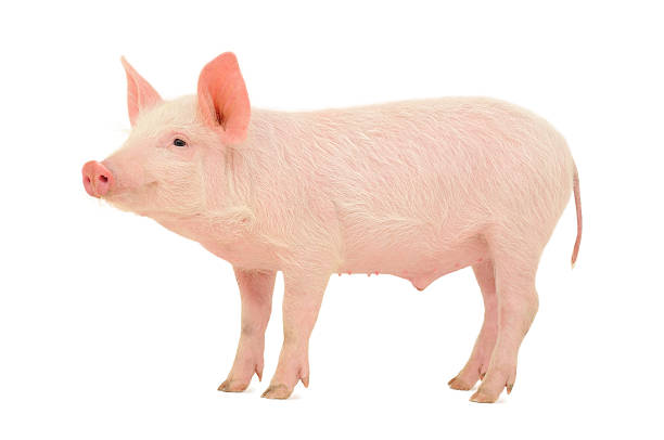 Young pig standing on white background stock photo