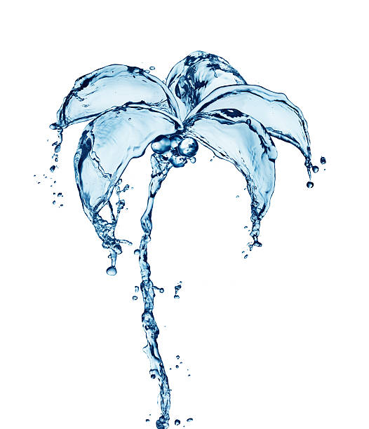 istock palmtree made out of water splashes 155628364