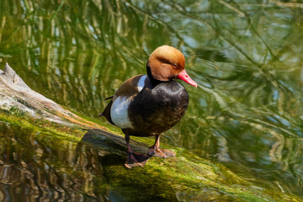 Red-crested pochard sits on a log Red-crested pochard sits on a log in the water netta rufina stock pictures, royalty-free photos & images