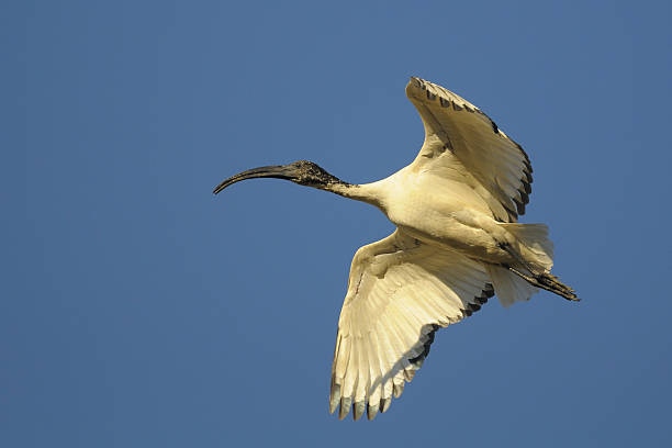 istock Sacred ibis, Threskiornis aethiopicus Latham 155628836