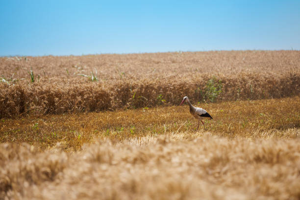 Wheat crops plant field in summer