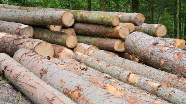 Many trunks of felled trees in the forest