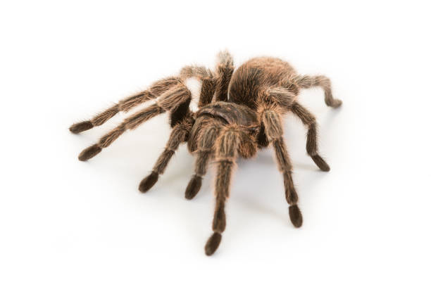 Red Knee Tarantula - bird eating spider