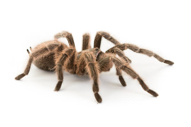 istock Grammostola Porteri Tarantula 1556292675