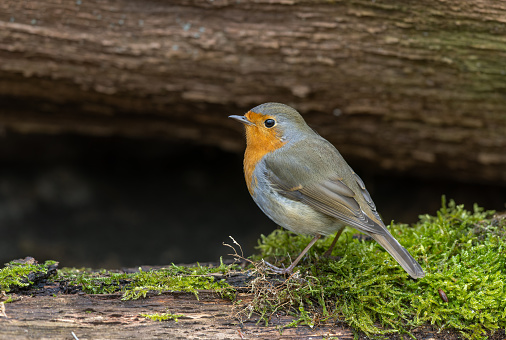 Robin perched in a frosty tree in winter