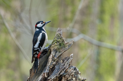 The bird native to North America. Currently the largest woodpecker in the United States after the critically endangered and possibly extinct ivory woodpecker.