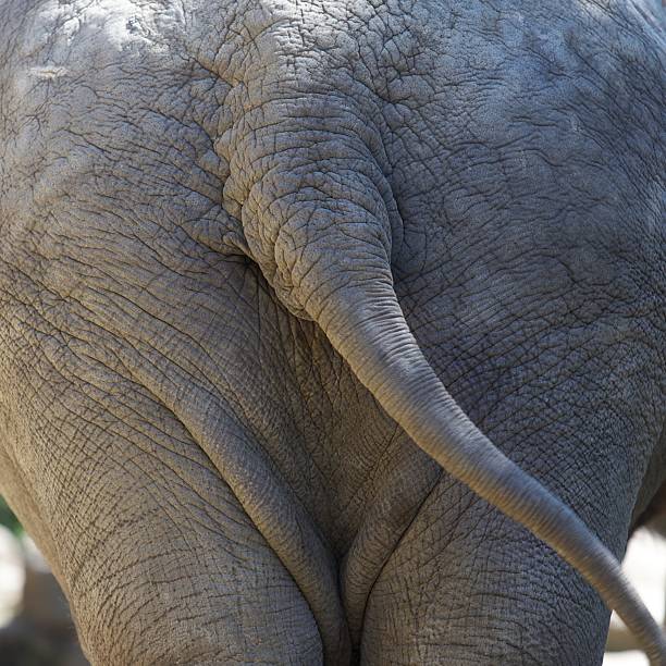 Behind of an elephant stock photo