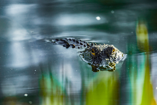 Alligator floating in pond, looking through water plants towards viewer.  Photo shows gator from nose to tail.