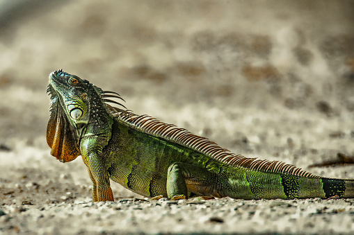 Closeup of Green Iguana (Iguana iguana) on the island of Aruba. Lying on a rock, looking to the left, ocean in background.