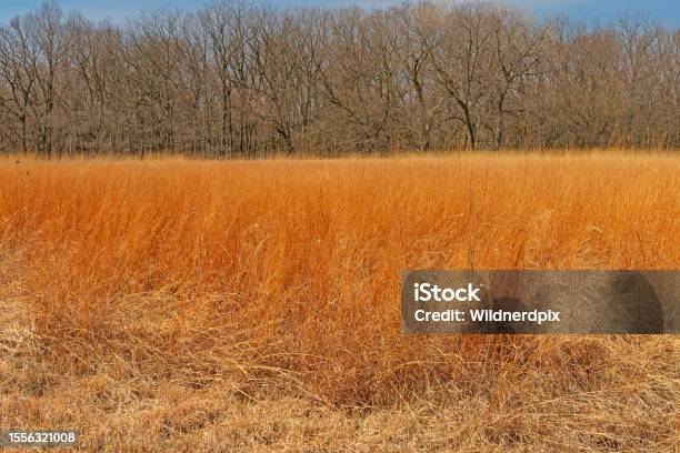 Vibrant Prairie Grass Against The Woodland Stock Photo - Download Image Now - Beauty, Beauty In Nature, Biology