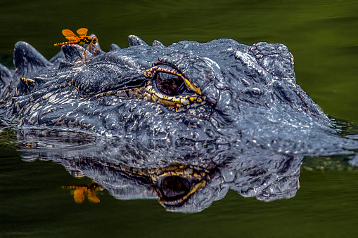 Basking American alligators, 