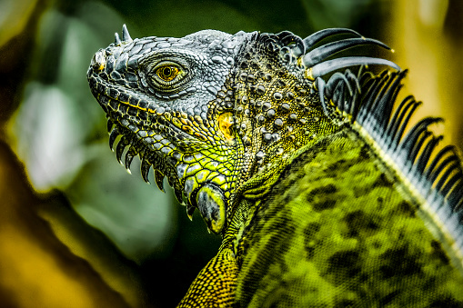 Green iguana, invasive species in southern Florida, profile view and close up, J.N. \