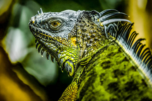 Iguana Head and Shoulders Green iguana, invasive species in southern Florida, profile view and close up, J.N. "Ding" Darling National Wildlife Refuge, Sanibel Island, Florida. ding darling national wildlife refuge stock pictures, royalty-free photos & images