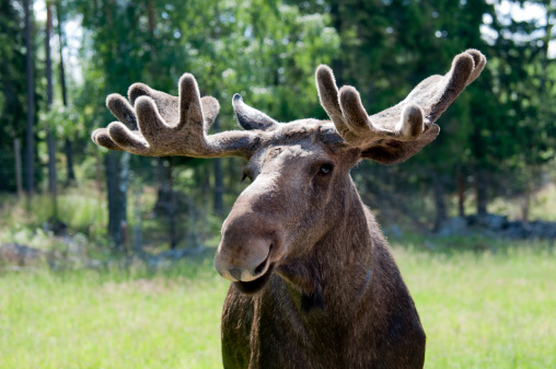 A wild moose in the deep forest in Sweden