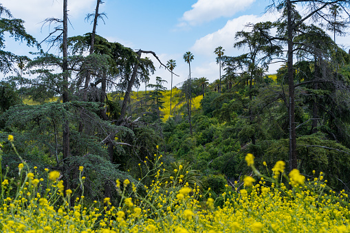 Wildflowers blooming in the vibrant city park, Elysian Park, in Downtown Los Angeles. Bright flowers, green grass, tall palm trees, and blue skies on the spring California day.