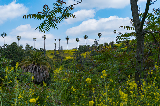 Wildflowers blooming in the vibrant city park, Elysian Park, in Downtown Los Angeles. Bright flowers, green grass, tall palm trees, and blue skies on the spring California day.
