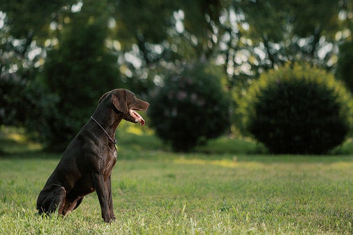 German Shorthaired Pointer sitting in park, side view