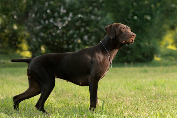 istock German Shorthaired Pointer standing on lawn and looking up, side view. Dog on point 1556342027