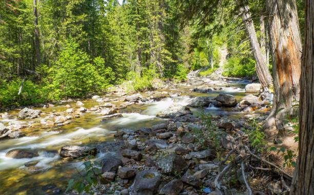 istock a river with rocks near some trees and green trees in the background 1556347883