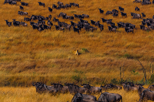 A female lioness hunting in the wild and a herd of antelopes watching the lion with fear