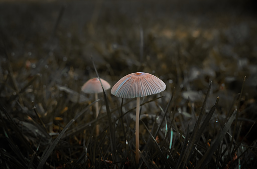 A close up shot of a wild mushroom nestled in amongst some grass.