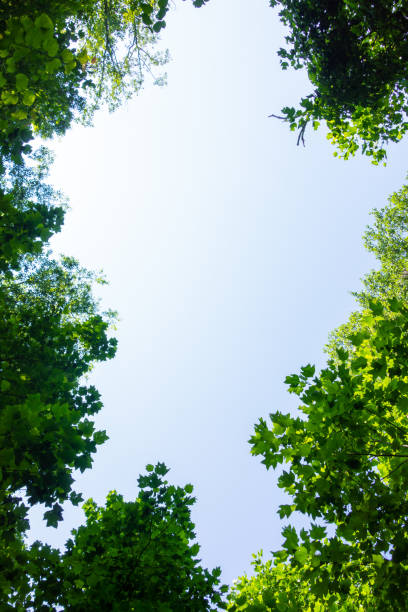 istock Light coming through an opening in the canopy of trees. 1556355229