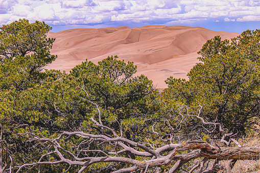 Brush, Deadwood, and undergrowth frame the Great Sand Dunes National Park, Colorado
